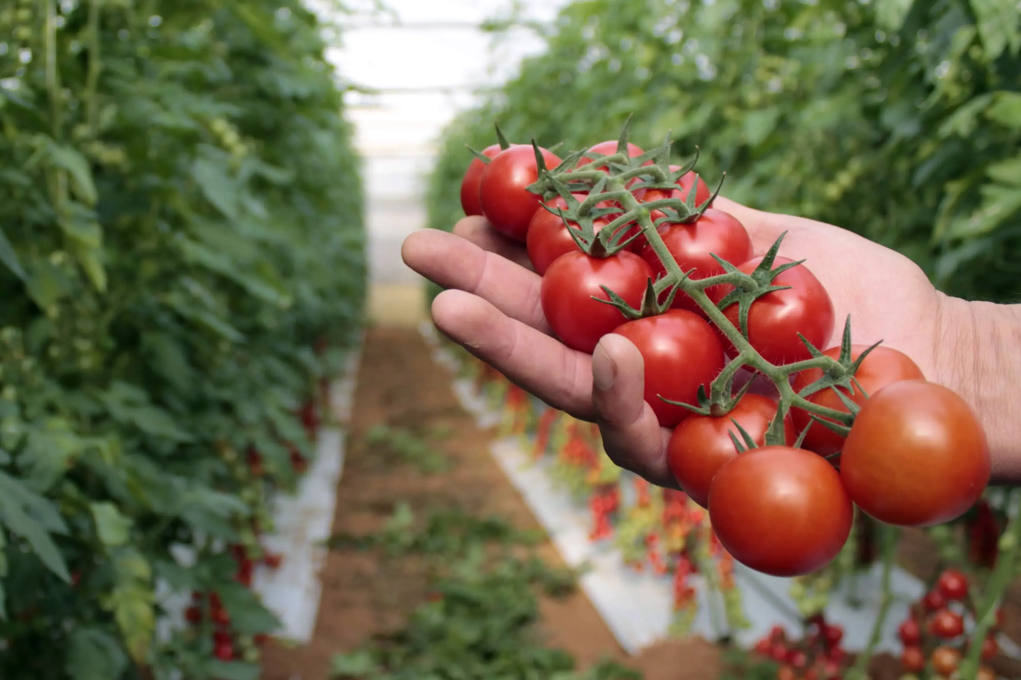 bas64-image-2025-09-05