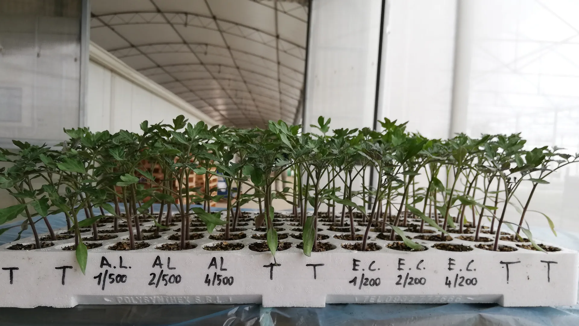 vertical_0000s_0009_servizi-7